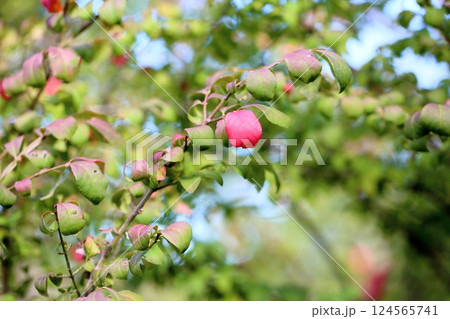 紅葉 コマユミの葉 紅葉 コマユミの葉 124565741