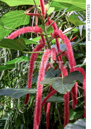 マレーシア原産の垂れ下がる花序のベニヒモノキ 124565750