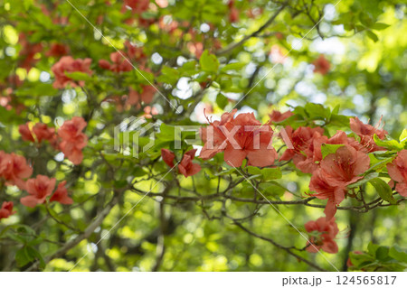 レンゲツツジの花 124565817