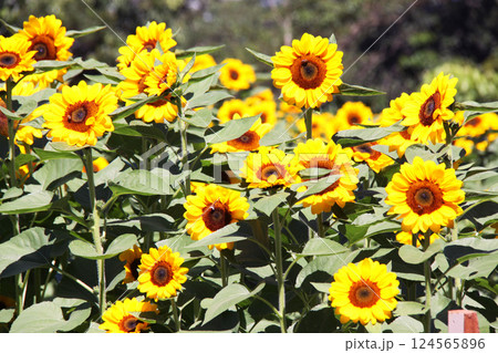 サンパウロ州で咲くヒマワリの花 ブラジル サンパウロ州で咲くヒマワリの花 ブラジル 124565896