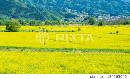 飯山市・常盤菜の花畑 124565946