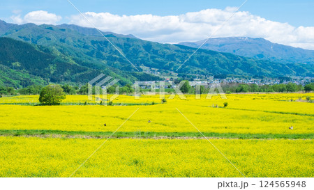 飯山市・常盤菜の花畑 飯山市・常盤菜の花畑 124565948