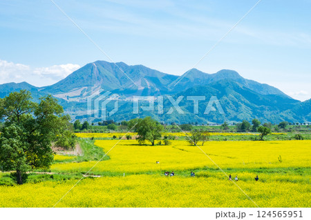 飯山市・常盤菜の花畑 124565951