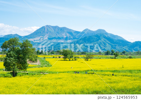 飯山市・常盤菜の花畑 124565953