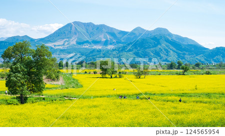 飯山市・常盤菜の花畑 飯山市・常盤菜の花畑 124565954