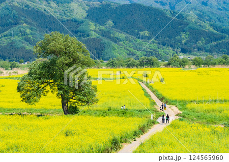 飯山市・常盤菜の花畑 124565960