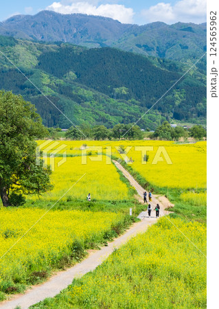 飯山市・常盤菜の花畑 124565962