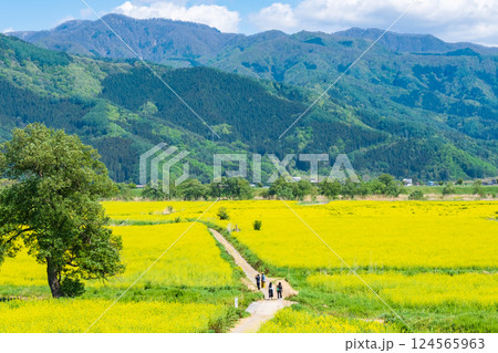 飯山市・常盤菜の花畑 飯山市・常盤菜の花畑 124565963