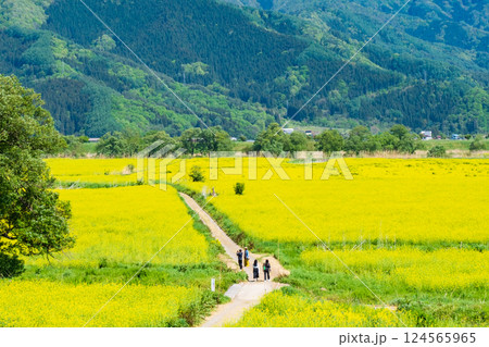 飯山市・常盤菜の花畑 飯山市・常盤菜の花畑 124565965