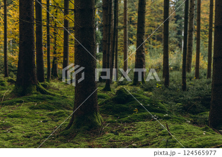 Forest background. Dark forrest nature view,Magic green mossy sunny forest with conifer trees.  124565977