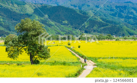 飯山市・常盤菜の花畑 飯山市・常盤菜の花畑 124566001