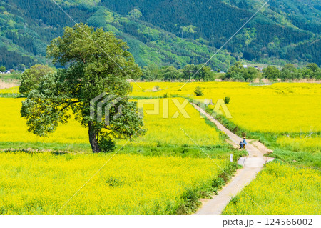飯山市・常盤菜の花畑 飯山市・常盤菜の花畑 124566002