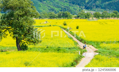 飯山市・常盤菜の花畑 飯山市・常盤菜の花畑 124566006