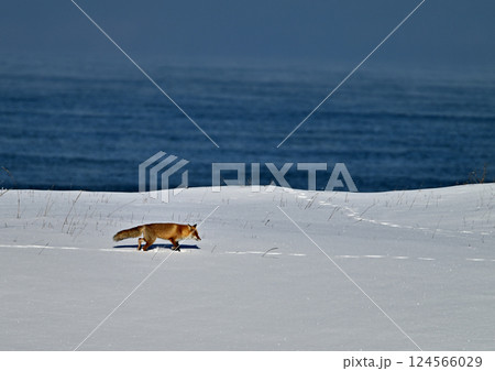 雪原のキタキツネ 124566029