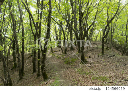 新緑の林 124566059