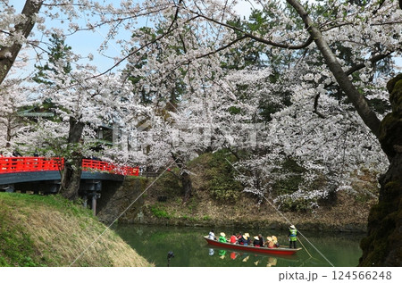桜が満開の弘前公園（青森県弘前市）：中濠観光の和船と、「杉の大橋」 124566248