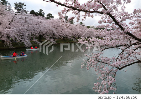 桜が満開の弘前公園(青森県弘前市):ボート遊びの出来る西濠と、両岸の桜並木 桜が満開の弘前公園(青森県弘前市):ボート遊びの出来る西濠と、両岸の桜並木 124566250