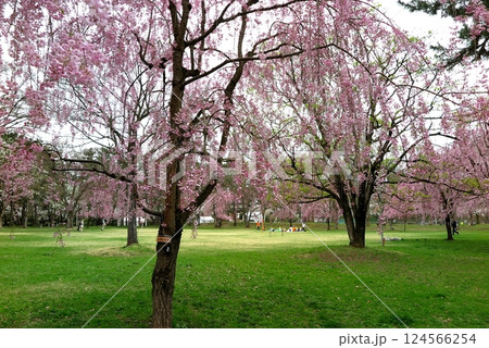 桜が満開の弘前公園（青森県弘前市）：広々とした芝生の市民広場に咲く枝垂桜 124566254