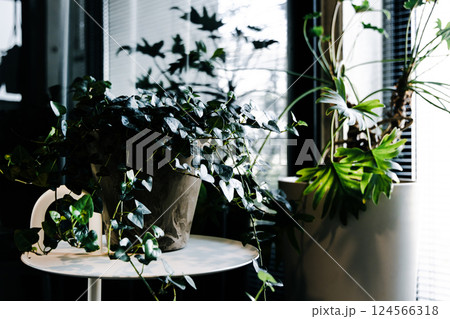 観葉植物 観葉植物 124566318