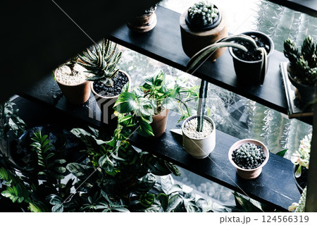 マイホーム 観葉植物 個性的 インテリア 無人 人なし マイホーム 観葉植物 個性的 インテリア 無人 人なし 124566319
