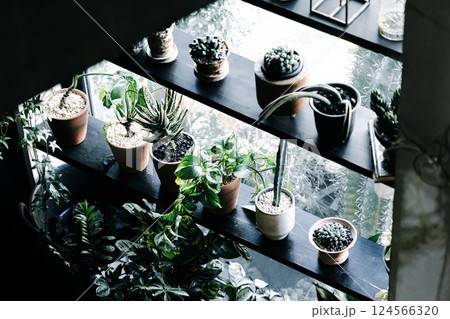 マイホーム 観葉植物 個性的 インテリア 無人 人なし マイホーム 観葉植物 個性的 インテリア 無人 人なし 124566320