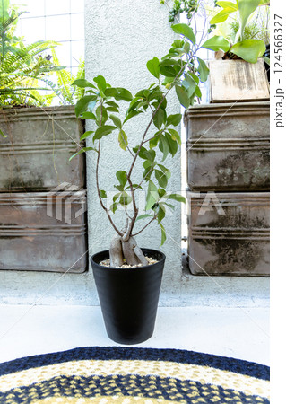 ベランダ テラス 観葉植物 自宅 マイホーム ガジュマル ベランダ テラス 観葉植物 自宅 マイホーム ガジュマル 124566327