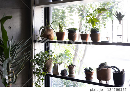 マイホーム 観葉植物 個性的 インテリア 無人 人なし マイホーム 観葉植物 個性的 インテリア 無人 人なし 124566385