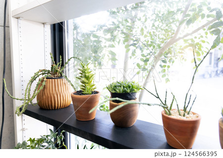 マイホーム 観葉植物 個性的 インテリア 無人 人なし マイホーム 観葉植物 個性的 インテリア 無人 人なし 124566395