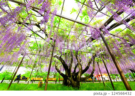 岡崎城公園のきれいな藤の花 124566432