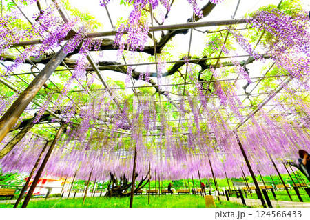 岡崎城公園のきれいな藤の花 124566433