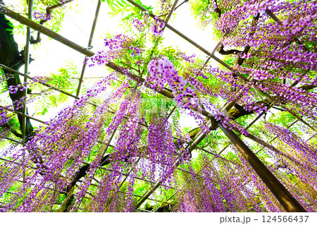 岡崎城公園のきれいな藤の花 124566437