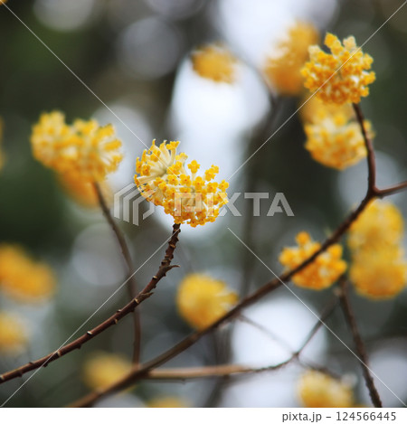 黄色いミツマタの花 124566445
