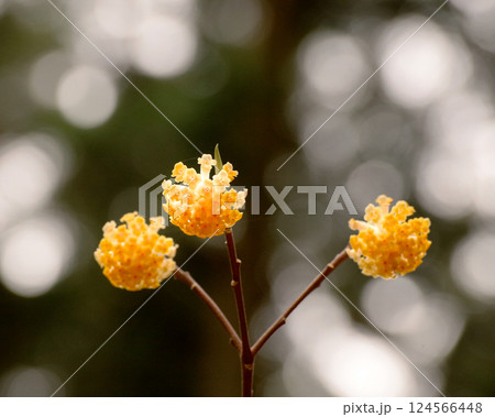 黄色いミツマタの花 124566448