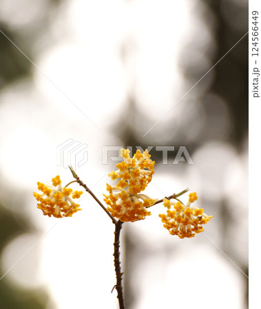 黄色いミツマタの花 黄色いミツマタの花 124566449