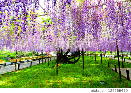 岡崎城公園のきれいな藤の花 124566450