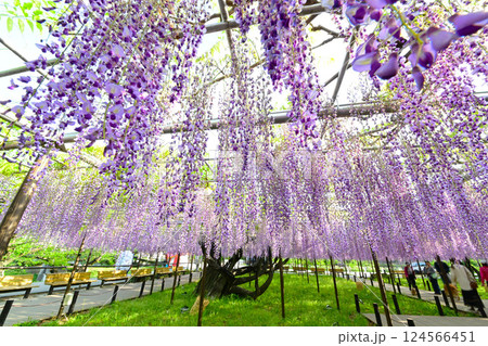 岡崎城公園のきれいな藤の花 124566451