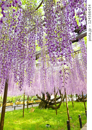 岡崎城公園のきれいな藤の花 岡崎城公園のきれいな藤の花 124566454