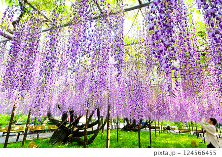 岡崎城公園のきれいな藤の花 124566455