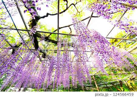 岡崎城公園のきれいな藤の花 岡崎城公園のきれいな藤の花 124566459