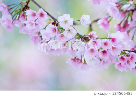 開花したばかりの桜 124566483