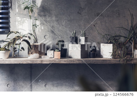 マイホーム 観葉植物 個性的 インテリア 無人 人なし マイホーム 観葉植物 個性的 インテリア 無人 人なし 124566676