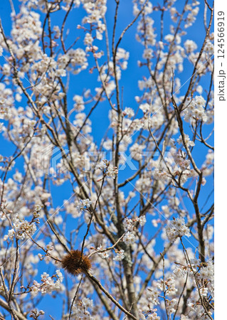 さくらの季節 124566919