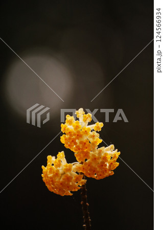 黄色いミツマタの花 124566934