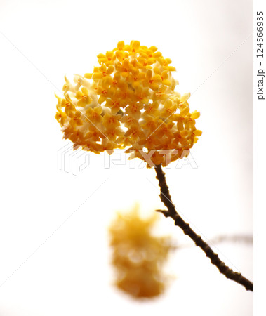 黄色いミツマタの花 黄色いミツマタの花 124566935