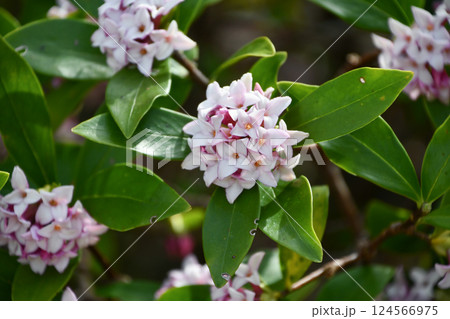 ジンチョウゲ 124566975