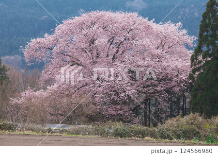 一本桜 - 細野の彼岸桜(2010年4月) 一本桜 - 細野の彼岸桜(2010年4月) 124566980