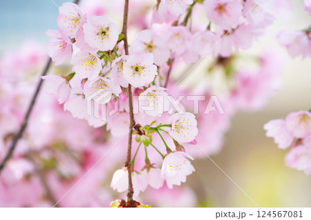 開花したばかりの桜 124567081