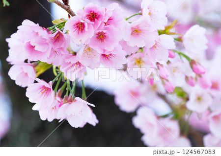 開花したばかりの桜 124567083