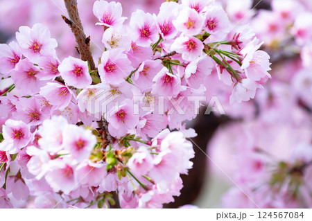 開花したばかりの桜 124567084