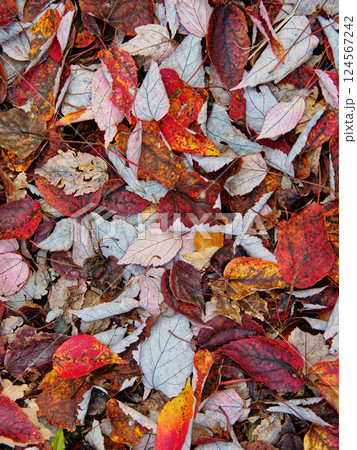 紅葉した落葉  ムクロジ科ハナノキ 124567242